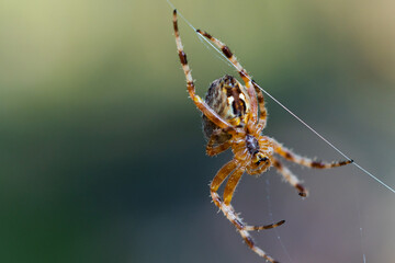 Close-up macro shot of a European cruciform garden spider, Araneus diadematus, sitting in a cobweb