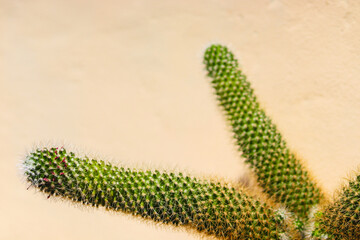 Cactus plant at pink wall background.