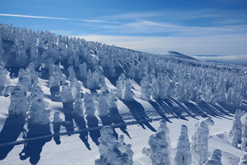 蔵王国定公園の樹氷。山形、日本。１月下旬。
