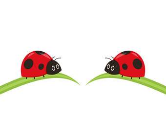 Fototapeta premium Ladybug on leaf. wallpaper. free space for text. background. symbol. ladybug on white background.