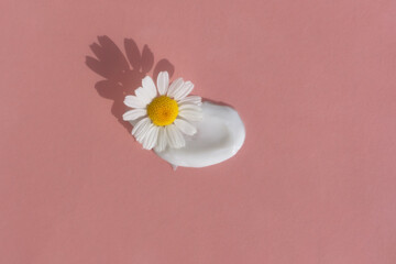 The texture of the cream with a chamomile flower on a pink background. Smear of skincare cosmetics...