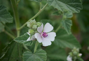 Wild flower Althaea officinalis in the garden.