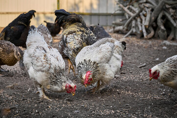 Free range chicken on a farm.
