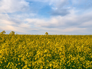 Scenic rural landscape with yellow rape. Yellow flower with blue sky.