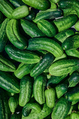 Close up of fresh organic green cucumbers.