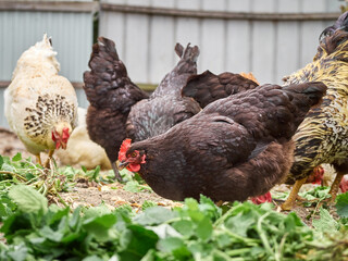 Free range chicken on a farm.