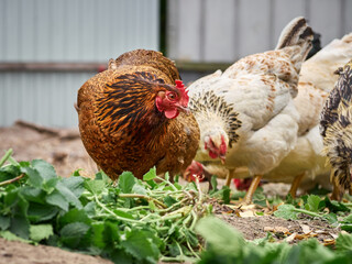 Free range chicken on a farm.