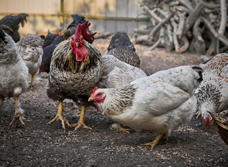 Free range chicken on a farm.