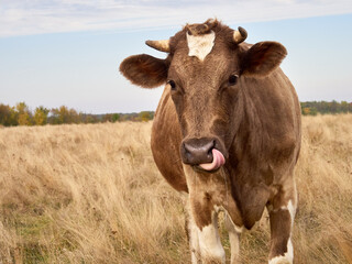 Funny cow looks at the camera.