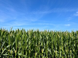 Green cornfield and blue sky background