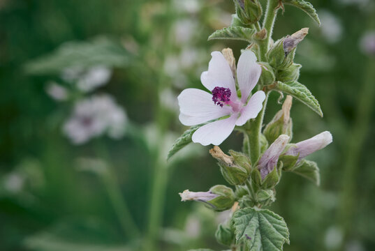 Wild flower Althaea officinalis in the garden.