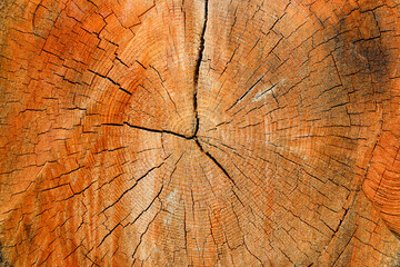 Background from an orange old felled tree. Wooden texture