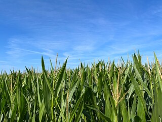 Green cornfield and blue sky background