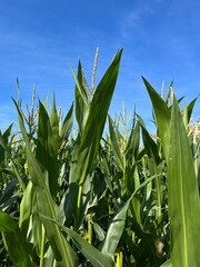 Green cornfield and blue sky background
