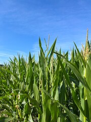 Green cornfield and blue sky background