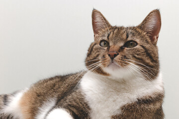 Fototapeta premium Shorthair domestic tabby cat lying in front of gray background and looking up. Place for text. Selective focus.