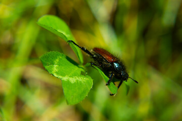 May beetle walking on clover leaves