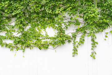 ivy leaves isolated on a white background