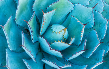 Macro of agave succulent plant in the garden
