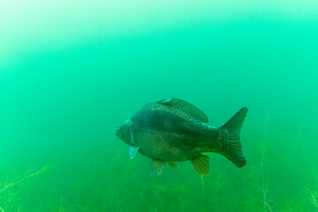 Big mirror carp in a lake