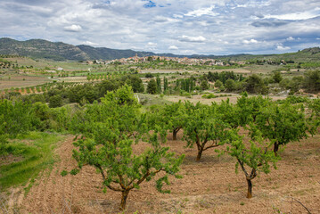 Fototapeta na wymiar Views of olive trees and Ulldemolins village in Priorat area, Catalonia, Spain
