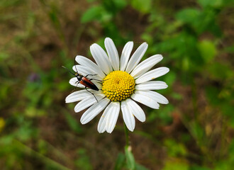 A beetle sits on a chamomile flower on a sunny day. Natural background. Wildlife.