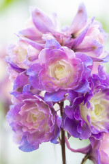 Fototapeta na wymiar Larkspur purple surprise (Delphinium 'Purple Surprise')
