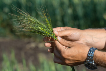 Green wheat in the hands of an agronomist