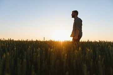 Man walking in wheat during sunset and touching harvest