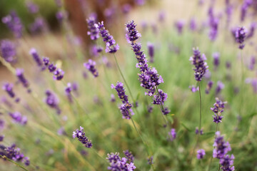 Lavender purple flowers lit by sunlight. Lavender fields, Provence, France. Aromatherapy. Nature Cosmetics. Concept of beauty and aromatherapy. Selective focus on bush lavender flower in flower garden