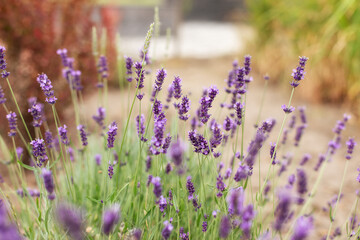 Lavender purple flowers lit by sunlight. Lavender fields, Provence, France. Aromatherapy. Nature...