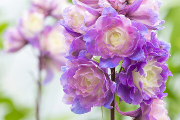 Larkspur purple surprise (Delphinium 'Purple Surprise')