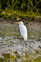Cattle Egrets standing outback Australian paddock, Breading Colours Cattle Egrets 