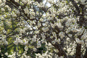 Flowerign tree