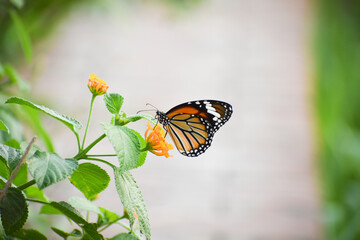 Butterfly Flower Images. Beautiful butterfly on blue flowers..This photo contains a beautiful butterfly with wings sitting on blue-colored flowers. a nice cute and a latest nature photo of flowers.