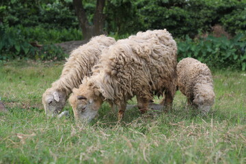 Flock of sheep grazing on a meadow, sheep eating grass on a farmland