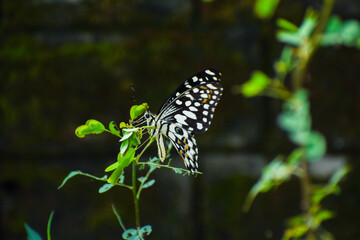 Butterfly Flower Images. Beautiful butterfly on blue flowers..This photo contains a beautiful butterfly with wings sitting on blue-colored flowers. a nice cute and a latest nature photo of flowers.