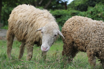 Fototapeta premium Closeup shot of a flock of sheep eating grass, a flock of sheep grazing on a meadow