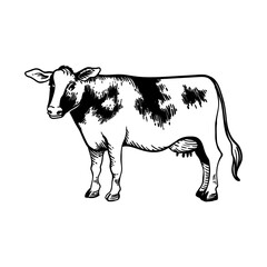 Cow standing isolated line icon. Milk or meat beef, agriculture, dairy products