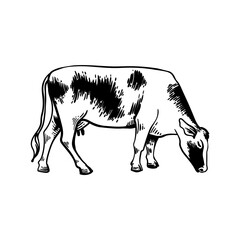 Cow grazing isolated line icon. Milk or meat beef, agriculture, dairy products