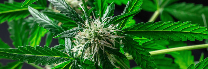 Blossoming cannabis plant panorama. Growing marijuana for medicinal purposes. Green leaves and flowers with white and yellow stigmas