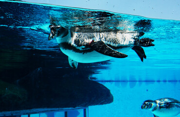 swimming penguin underwater having some fun