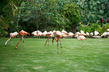 some flamingos eating grass at freedom