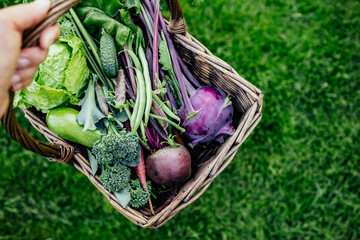 Basket vegetables cabbage, lettuce, carrots, cucumbers, beets, beans, peas, zucchini, broccoli, purple kohlrabi.