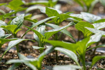 seedlings in greenhouse. green plantation