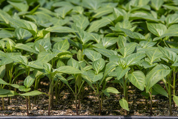 seedlings in greenhouse. green plantation