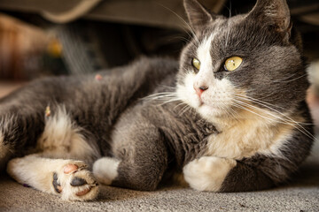 Cute Gray Domestic Cat sleep on the floor