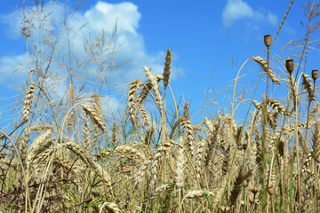 Wheat field harvest. Ukrainian wheat as a reason of global world crisis.  Close up on wheat field....