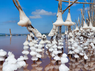 Vega Baja del Segura - Salinas de Torrevieja - La Laguna Salada y su entorno, un paisaje único
