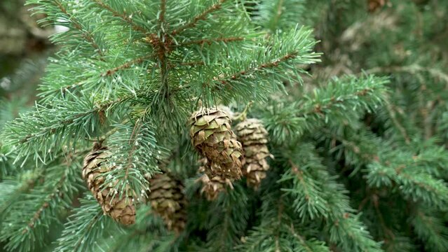 Green Douglas fir branch with cones close up. Conifer tree. Pseudotsuga menziesii